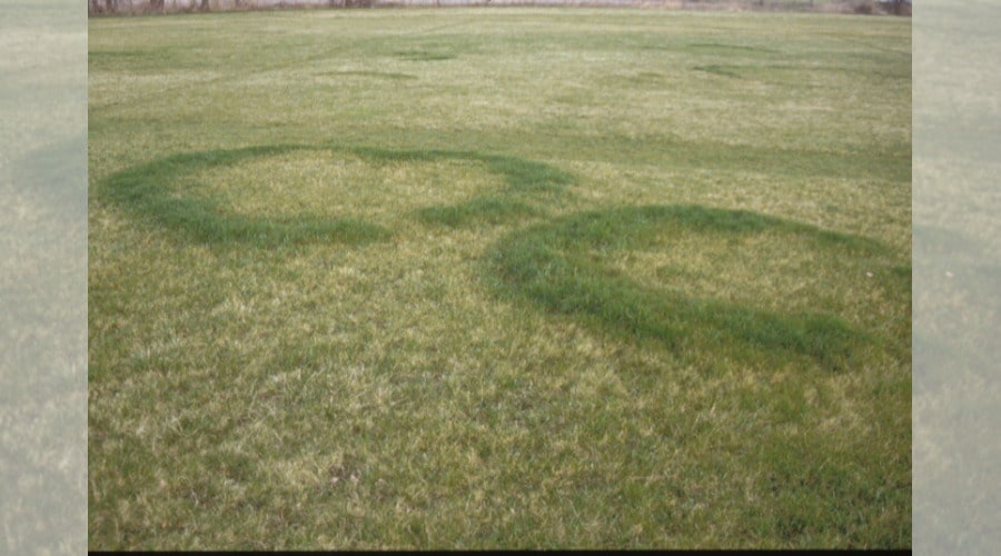 Slime Molds & Fairy Rings in Lawns