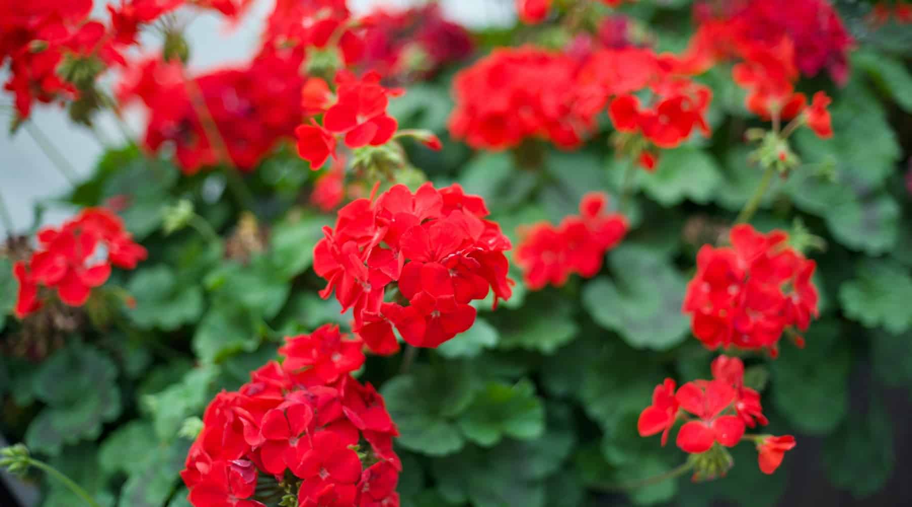 Deadheading