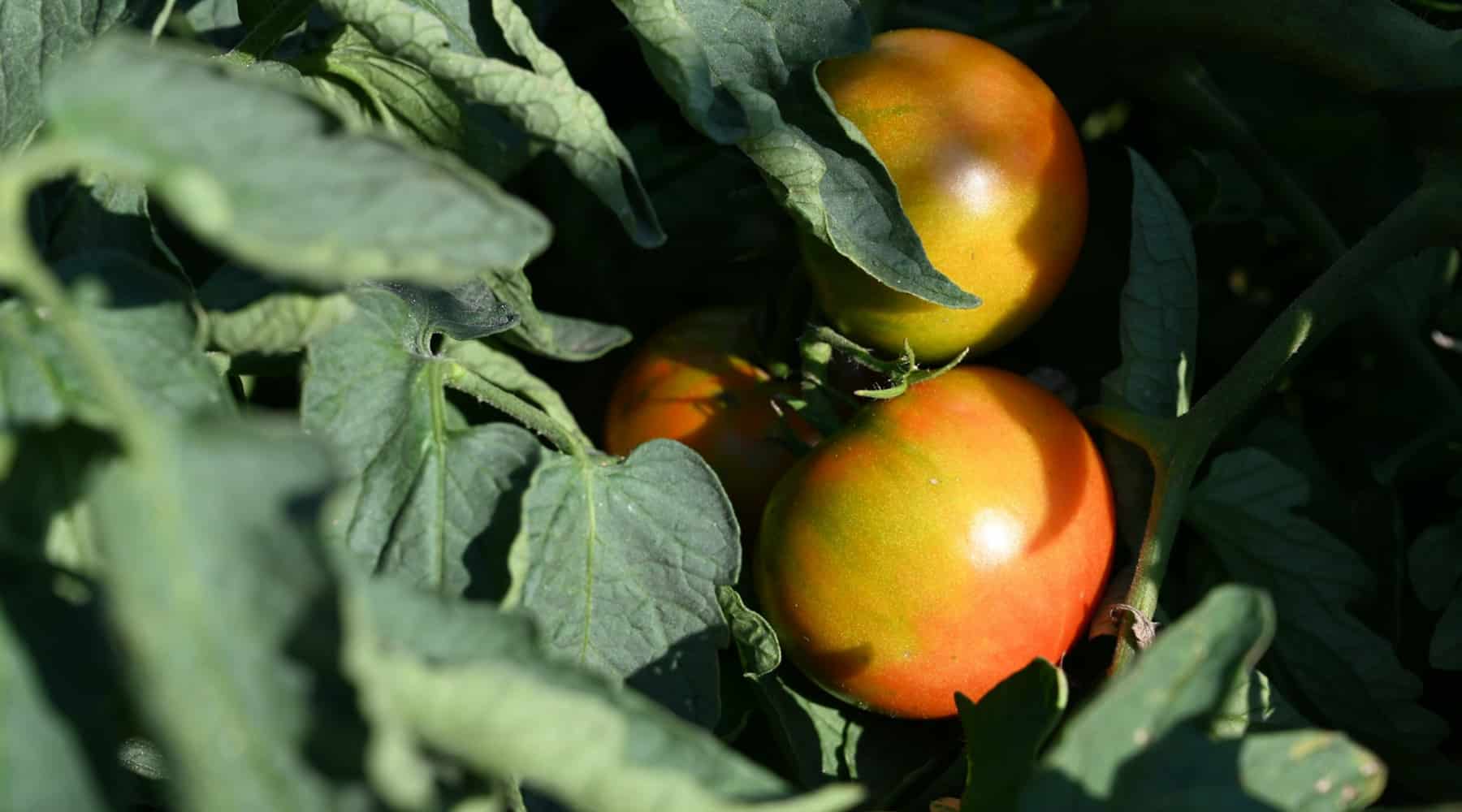 garden harvest