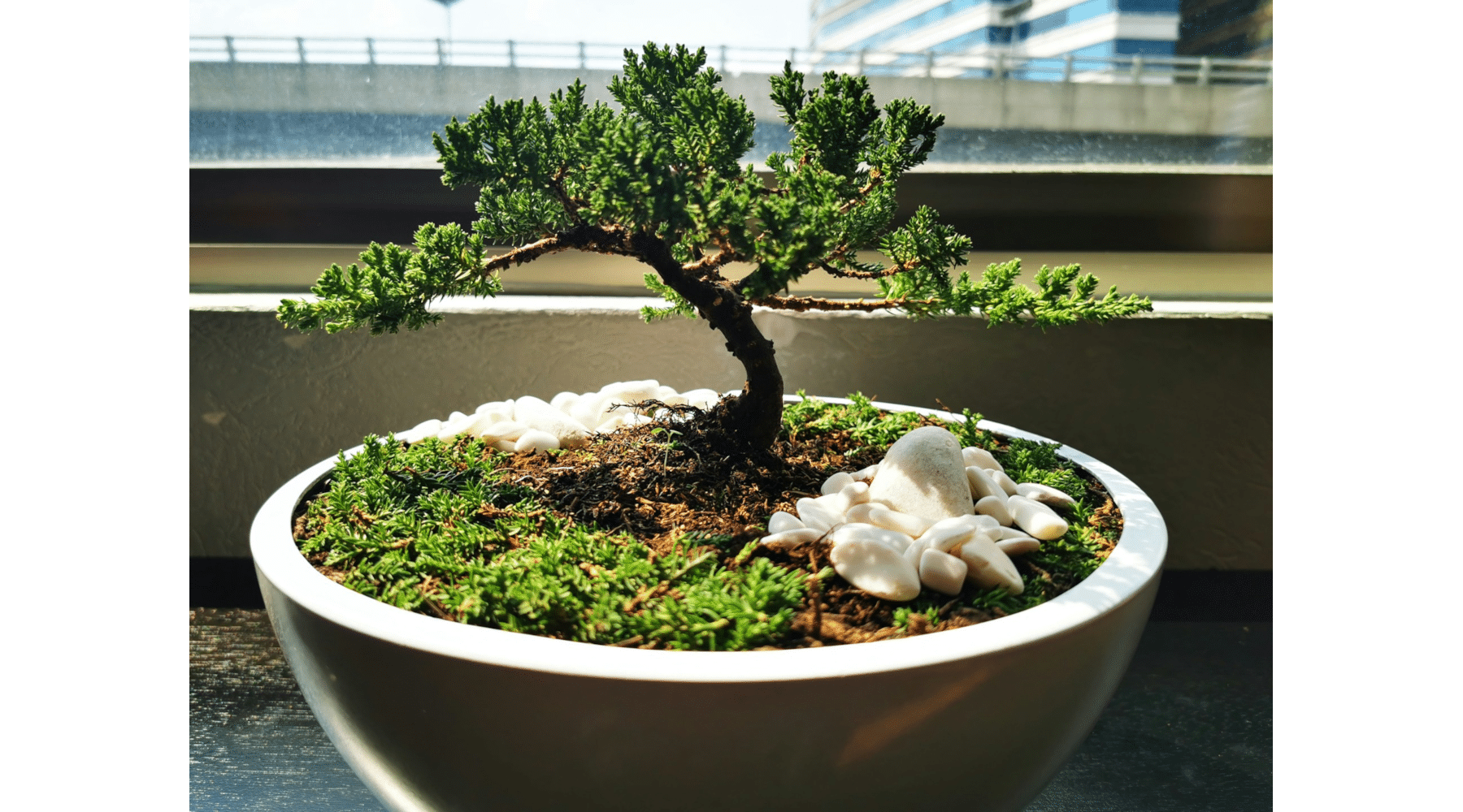 bonsai