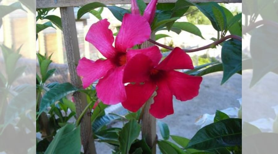 Cool Flowers