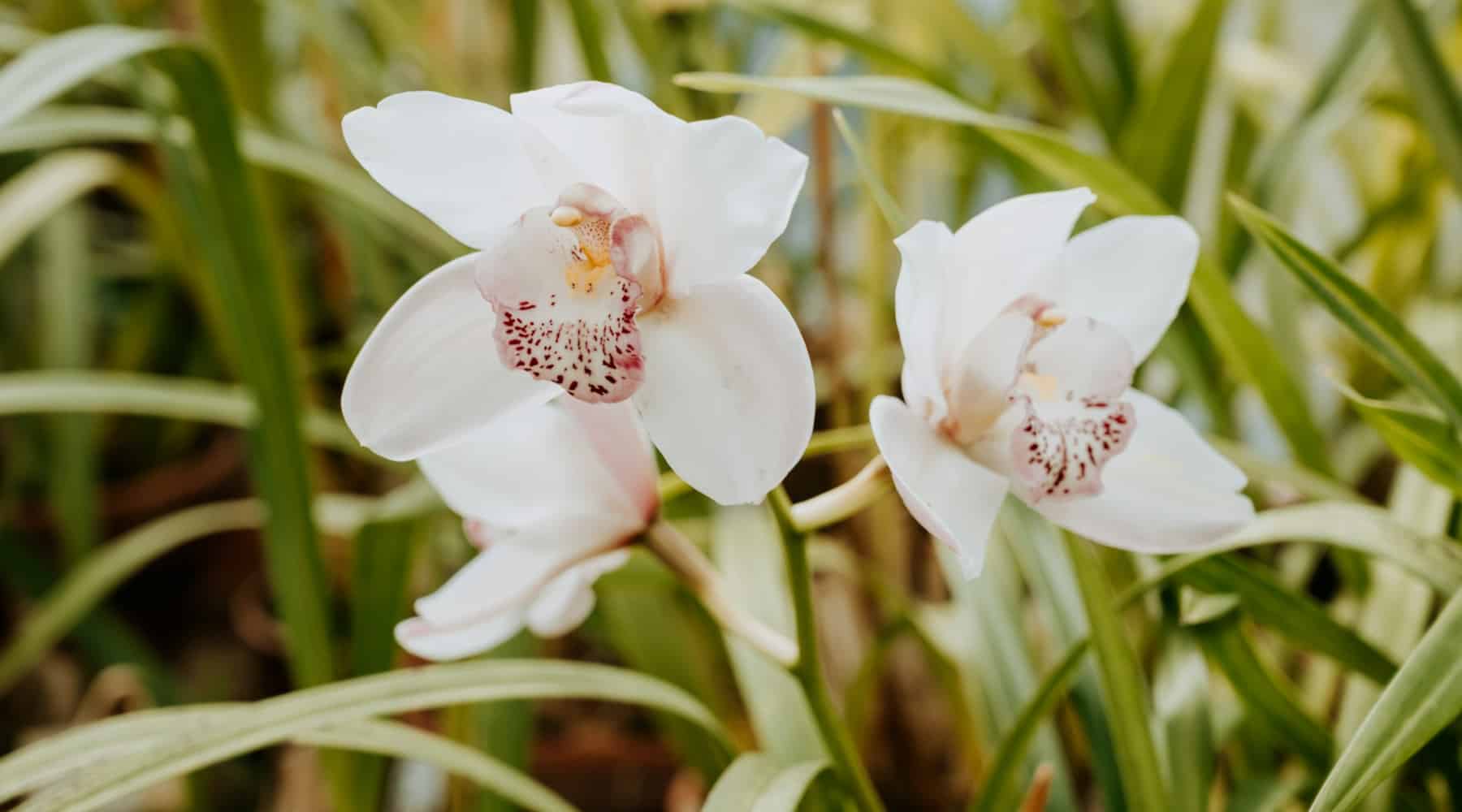 guide to orchids