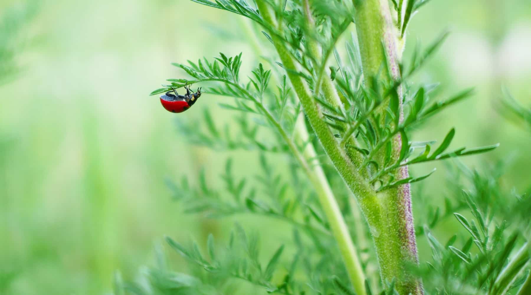 Lady Beetles and Aphids