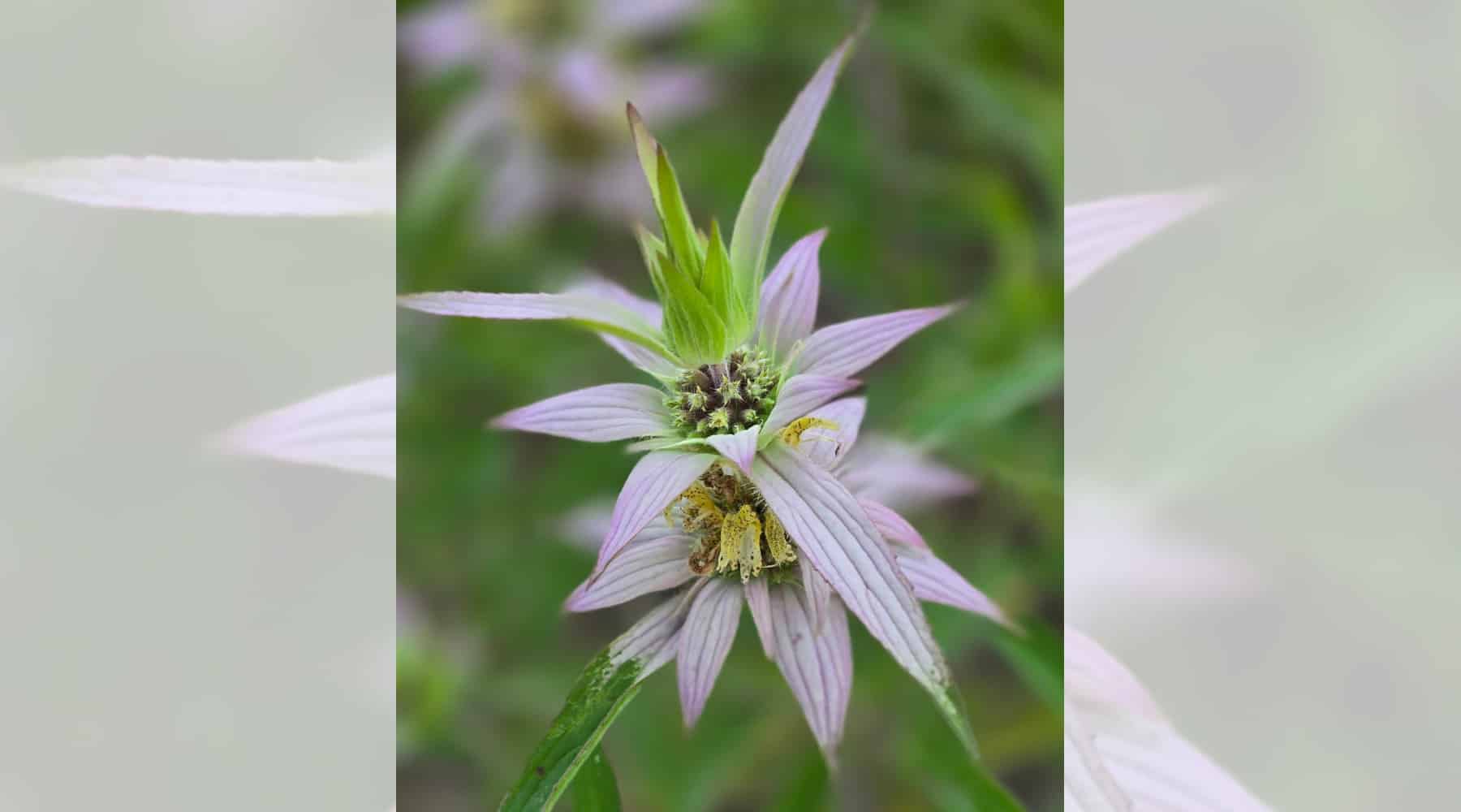 Spotted Bee Balm