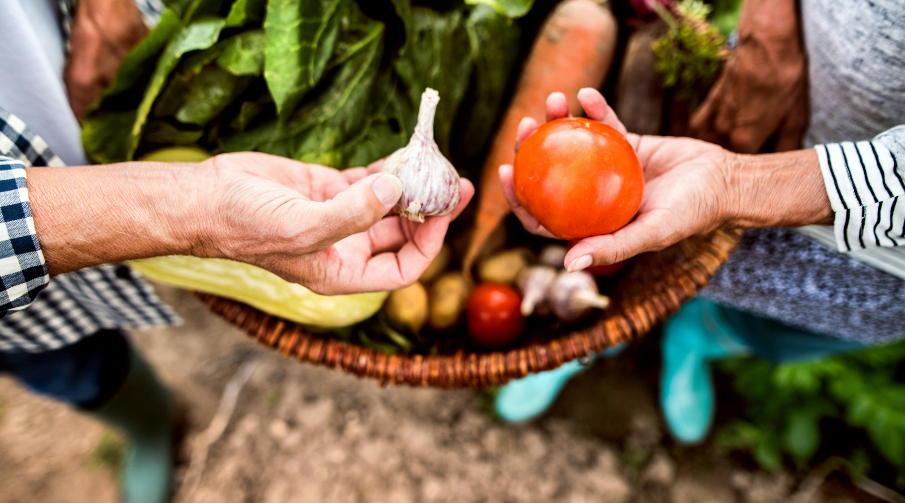 A guide to gardening on city land in Dartmouth