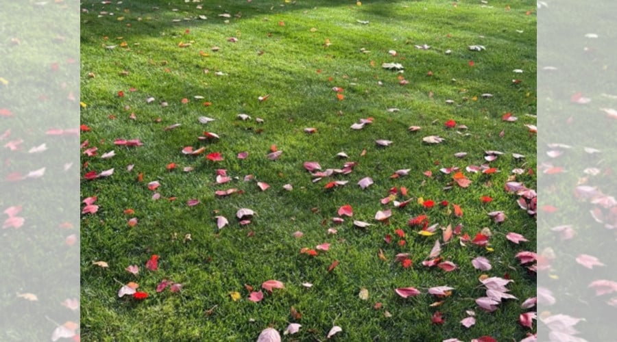 Fertilizing Lawns