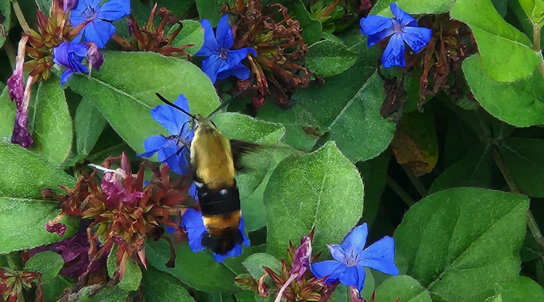 Ceratostigma plumbaginoides, also known as plumbago and leadwort, is easily grown, an excellent groundcover, and attracts pollinators. Photo by J. Coe, courtesy UTIA.