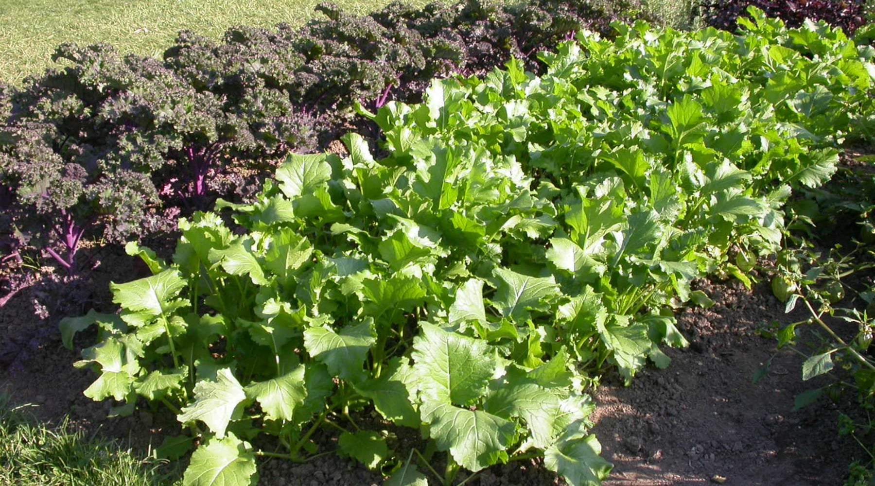 Fall Vegetable Gardening