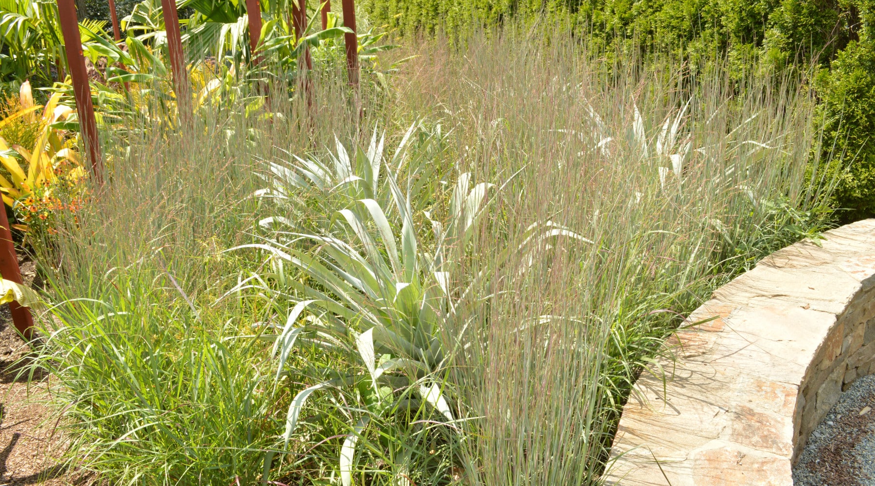 Sweeping Together New Garden Visions: Little Bluestem