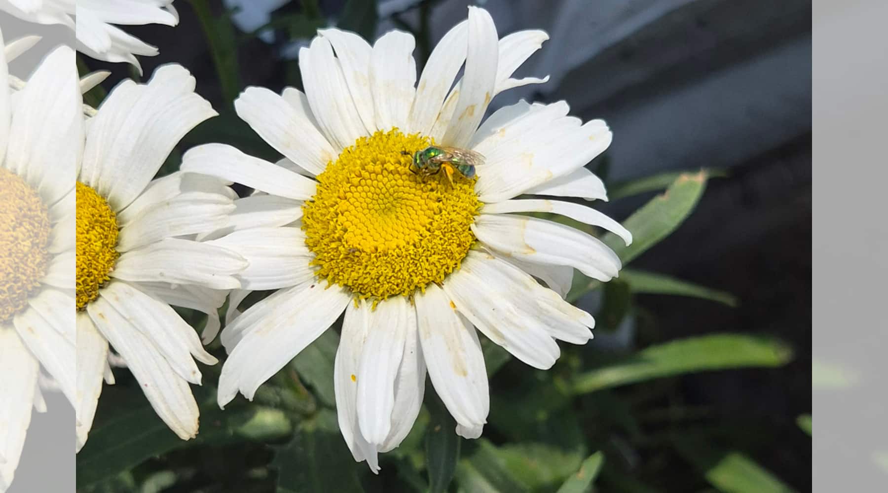 Pollinators