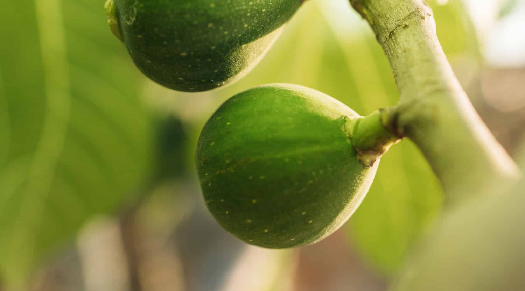 figs in the garden