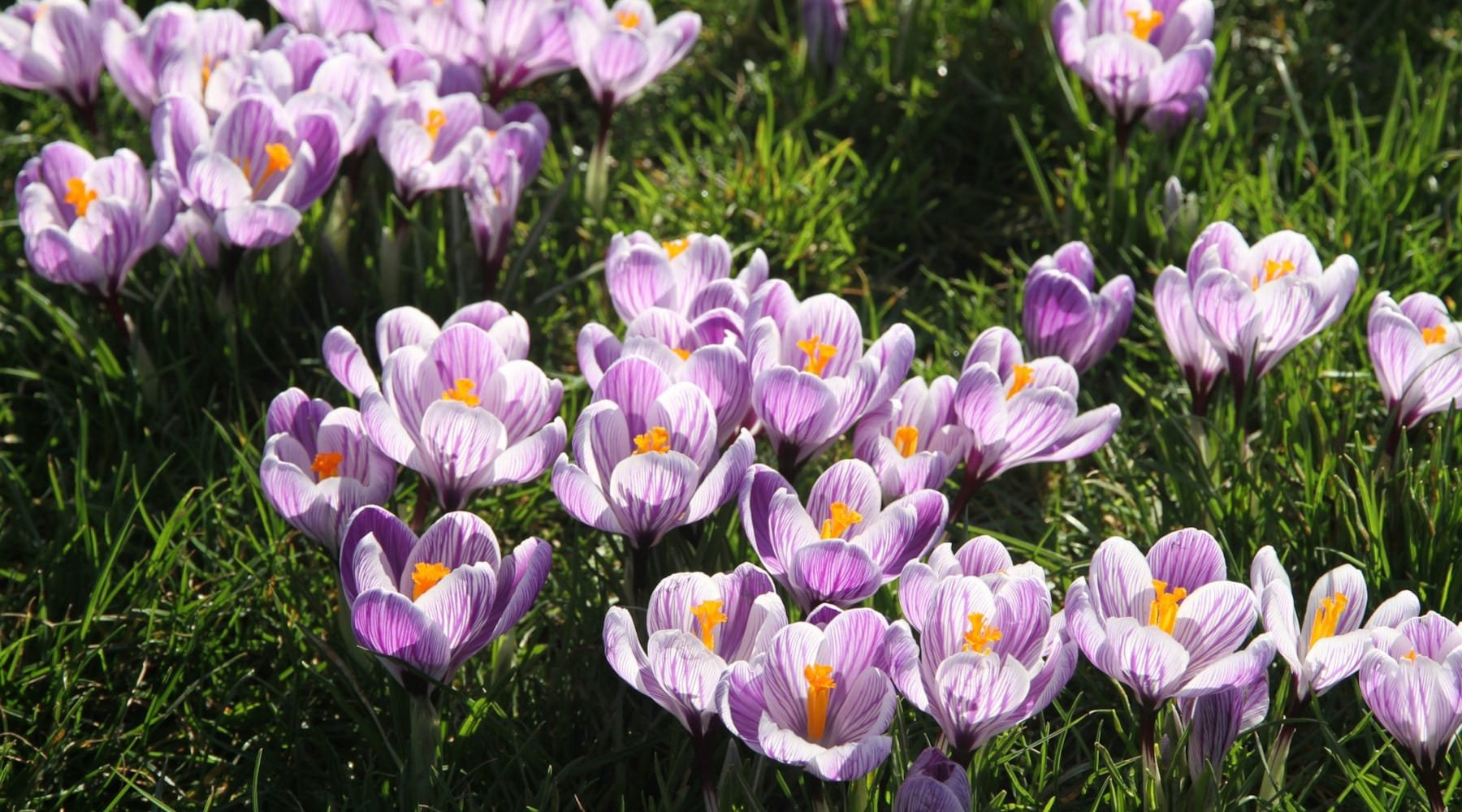 Crocus