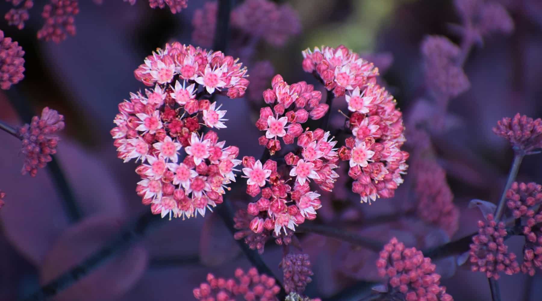 plants for fall