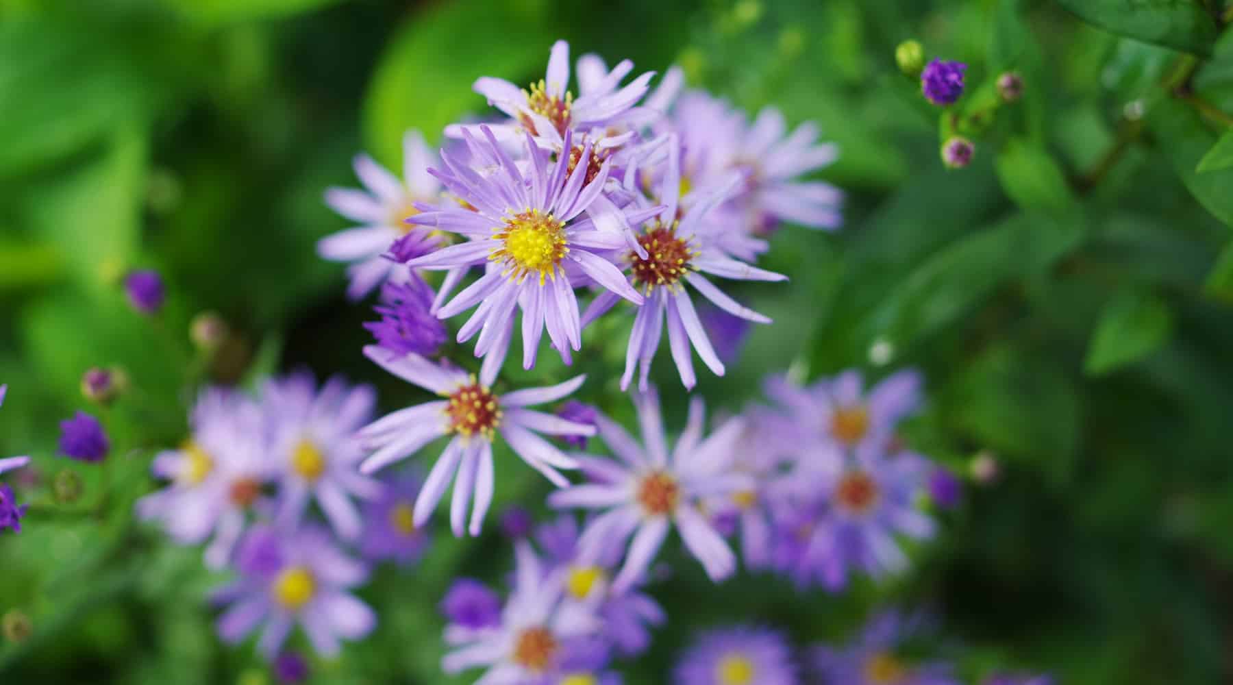 Pollinator Friendly Perennials