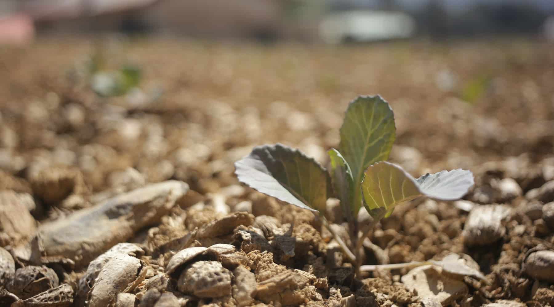 Fall garden