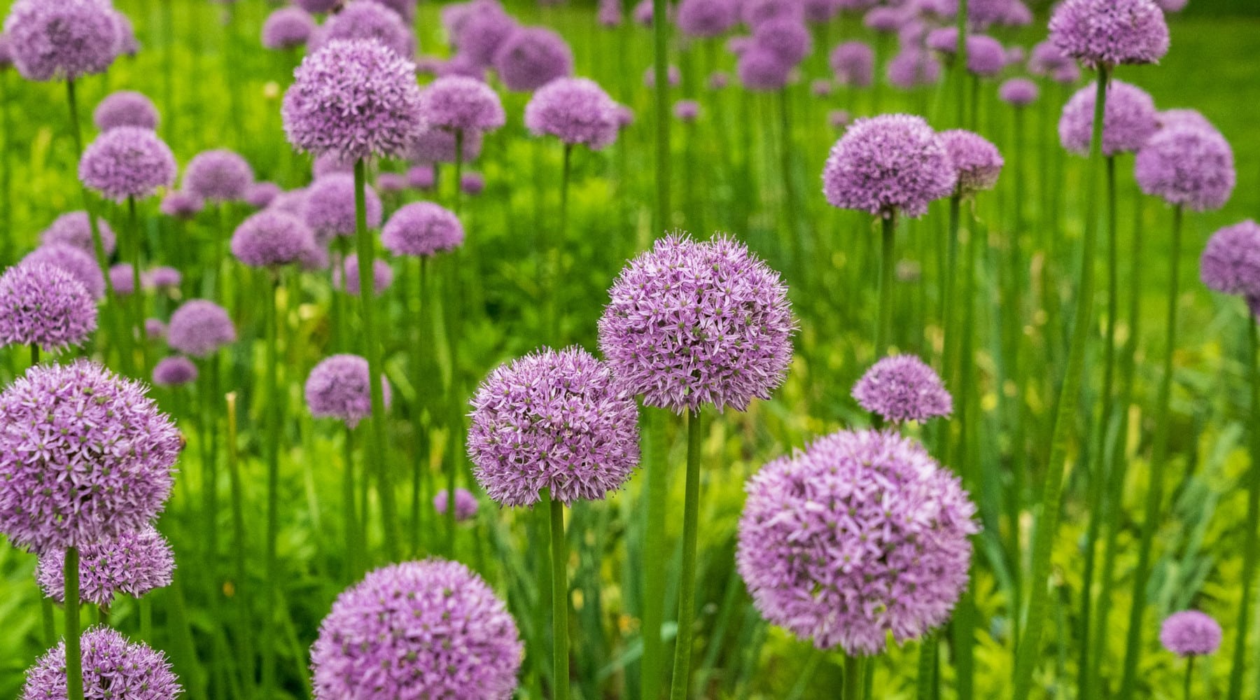 Allium flowers