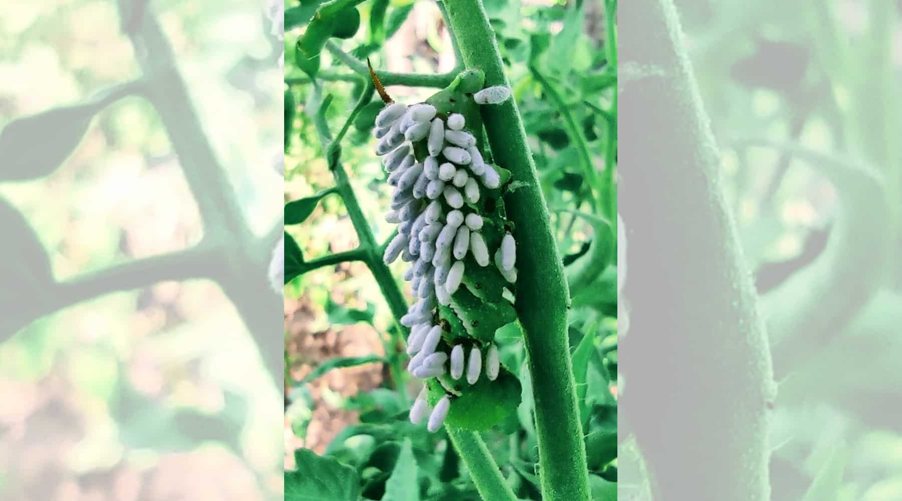 parasitic wasps