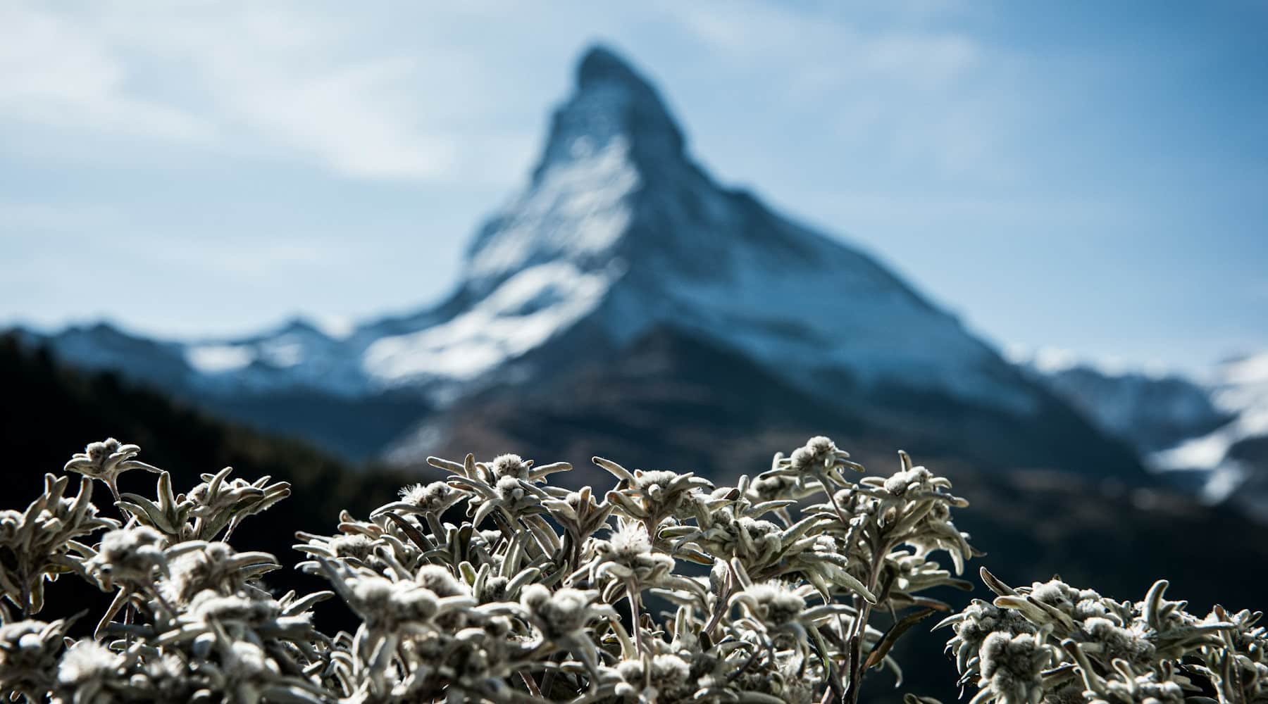 edelweiss