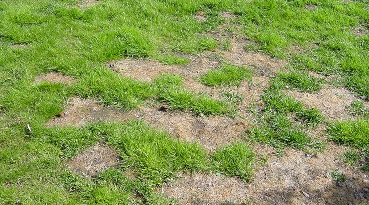 Aerating lawns
