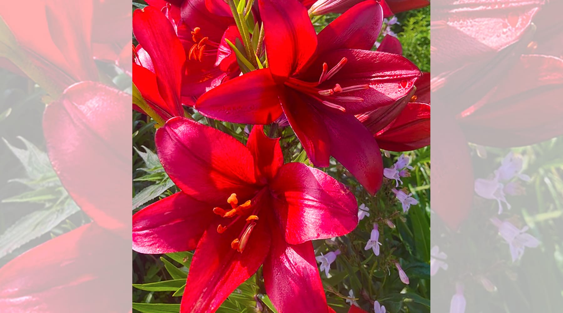True Lilies