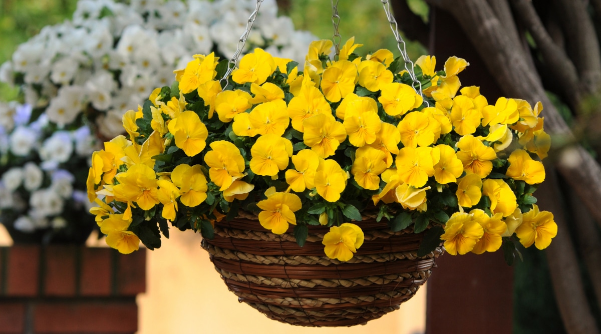 Fall pansies