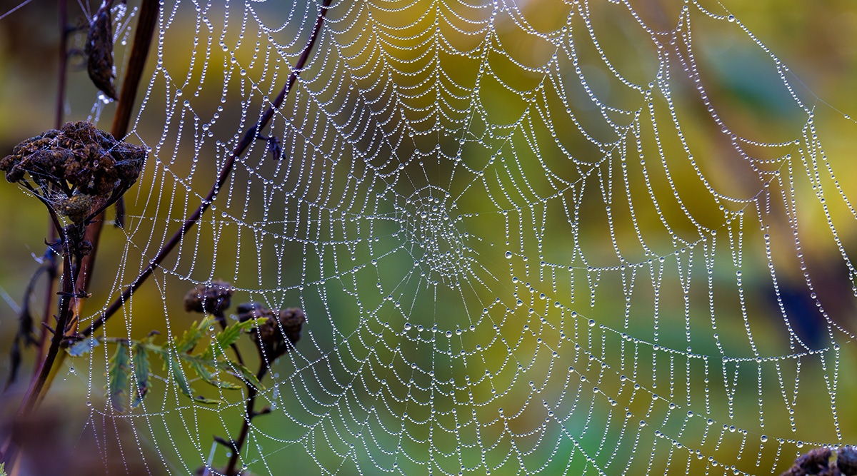 Spider Webs