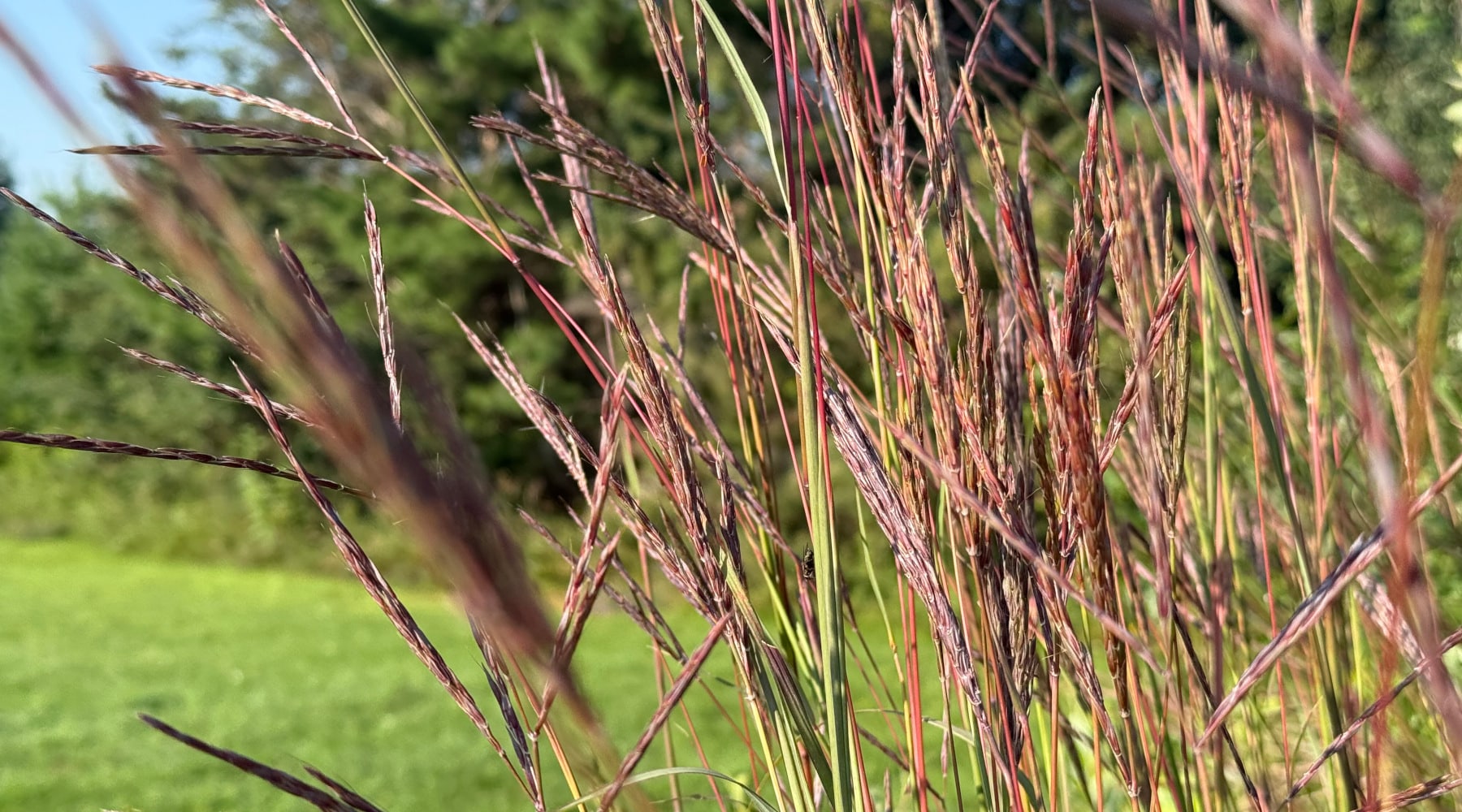 Bluestems