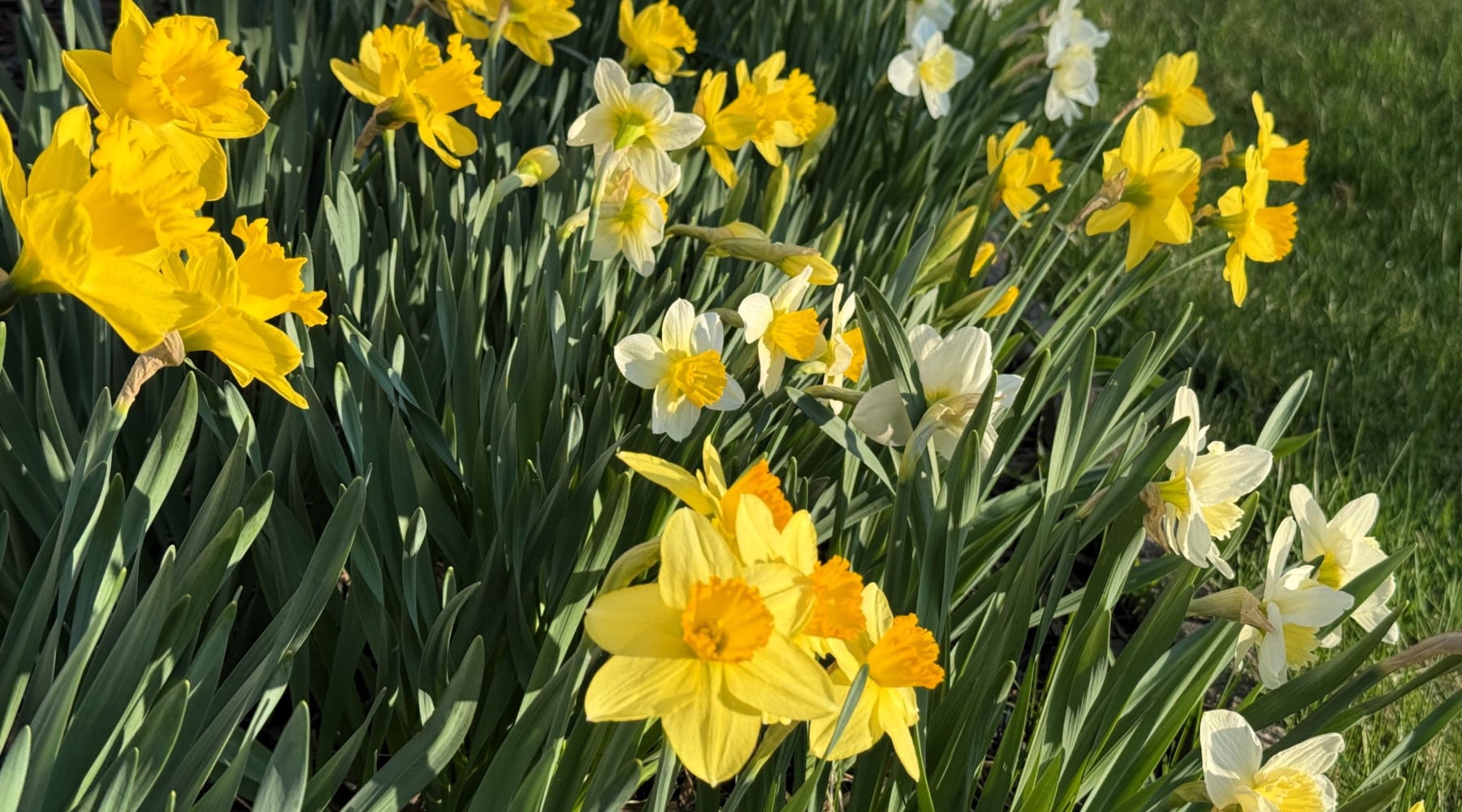 Spring Flowers
