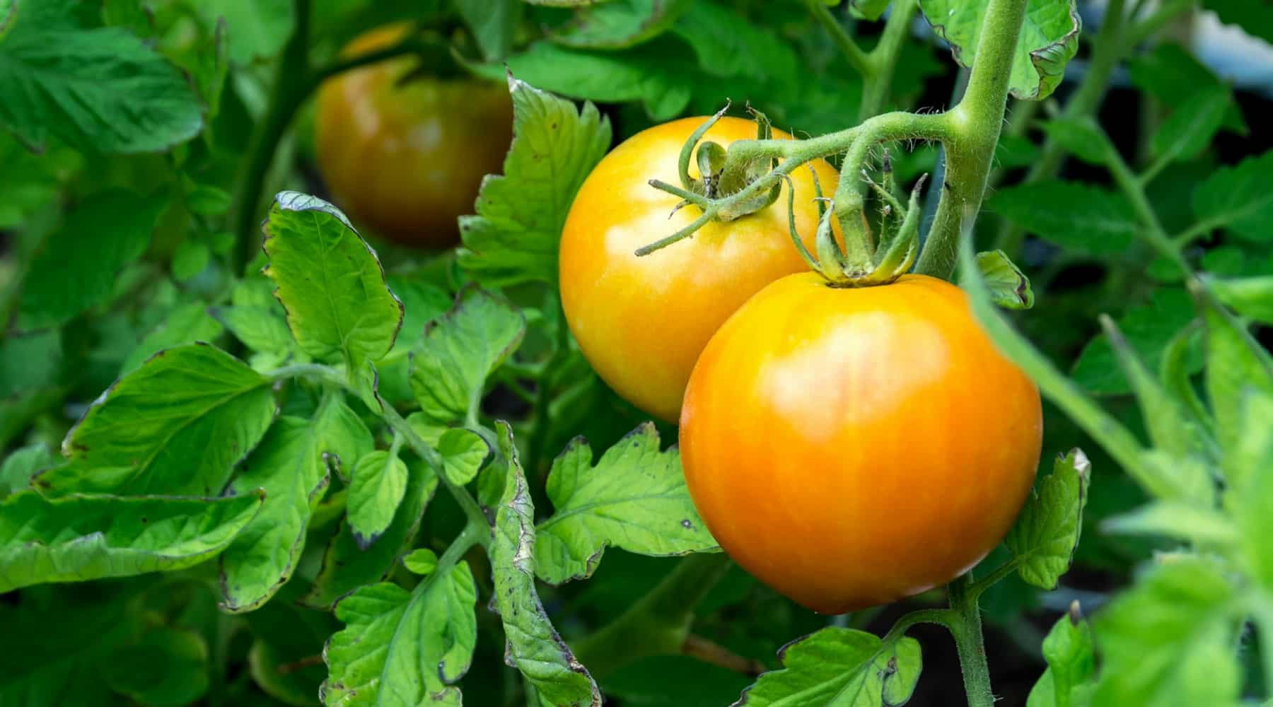 How to Ripen Tomatoes