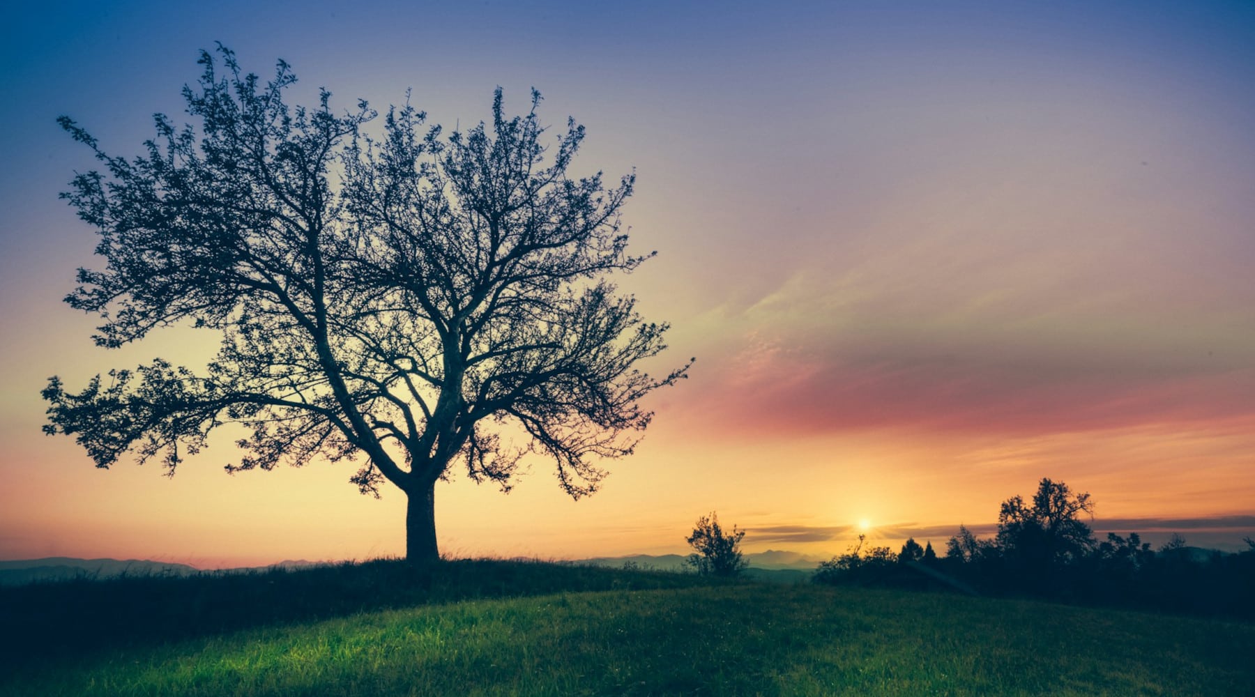 Memorial Trees