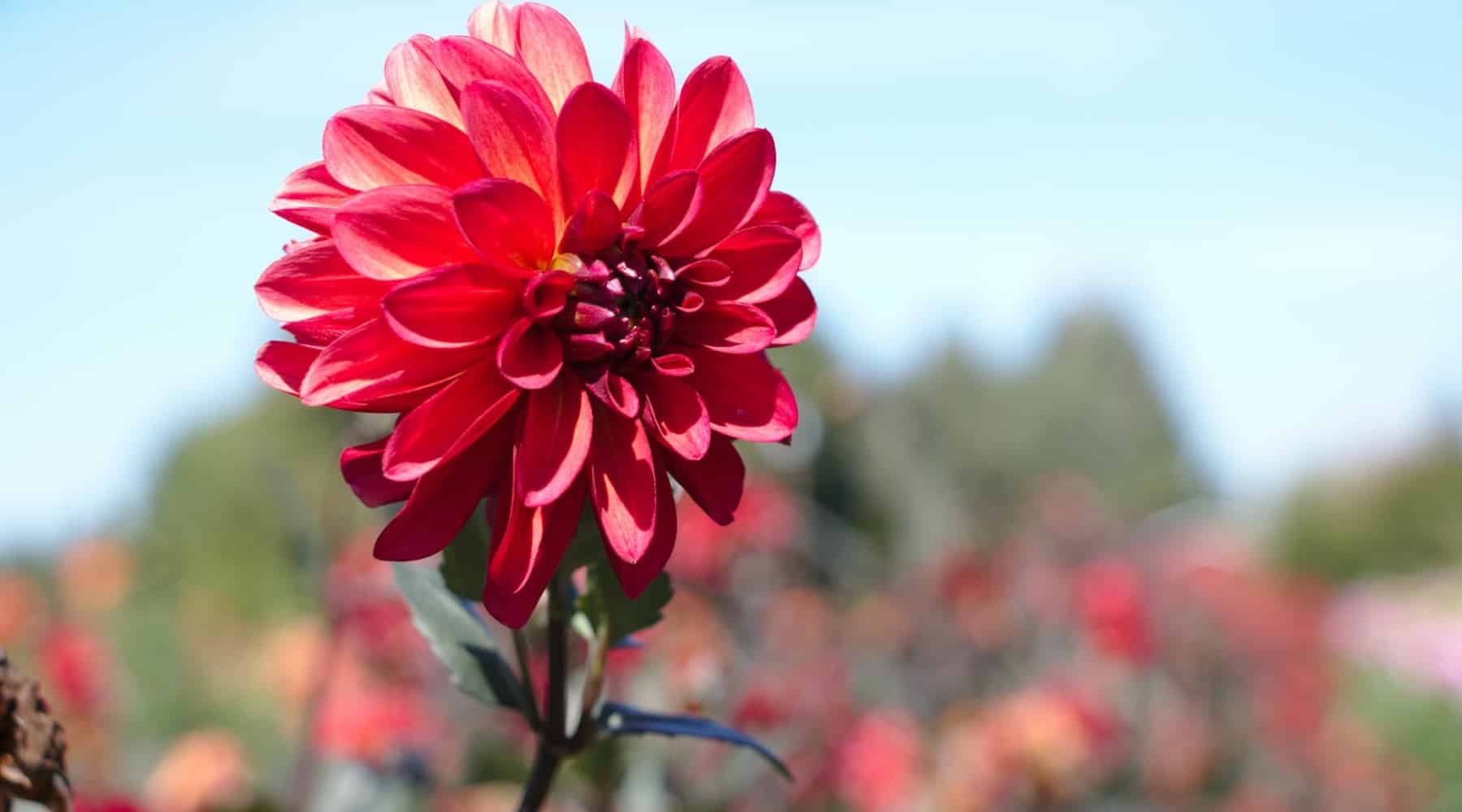 Dahlia
