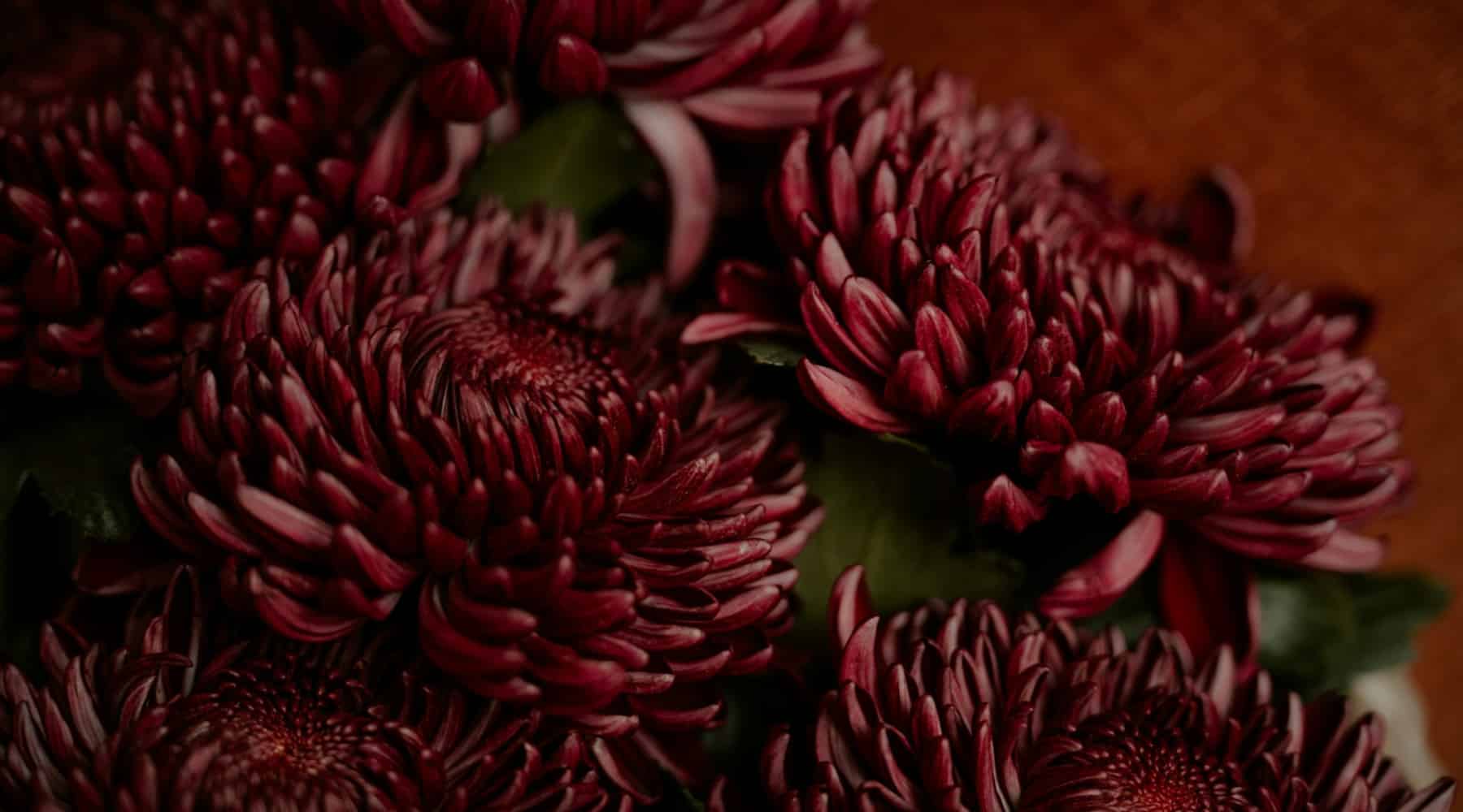 choosing mums