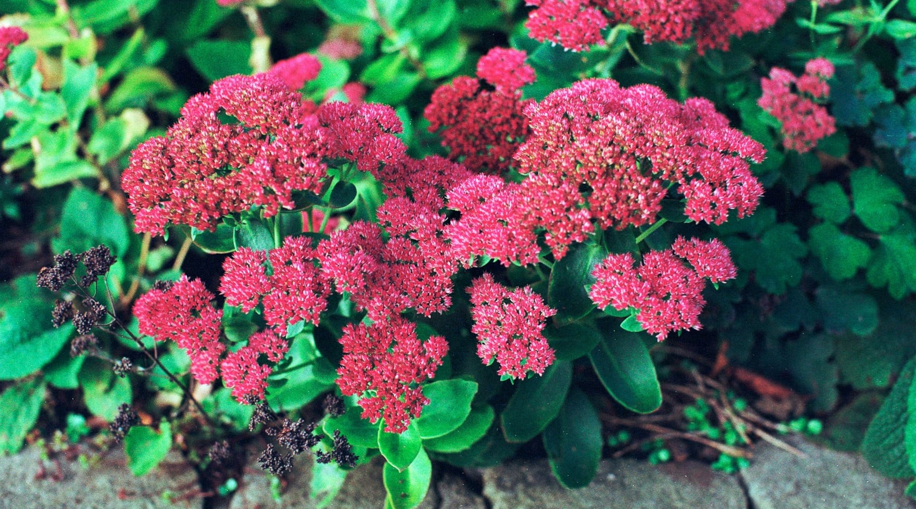 Divide Perennials