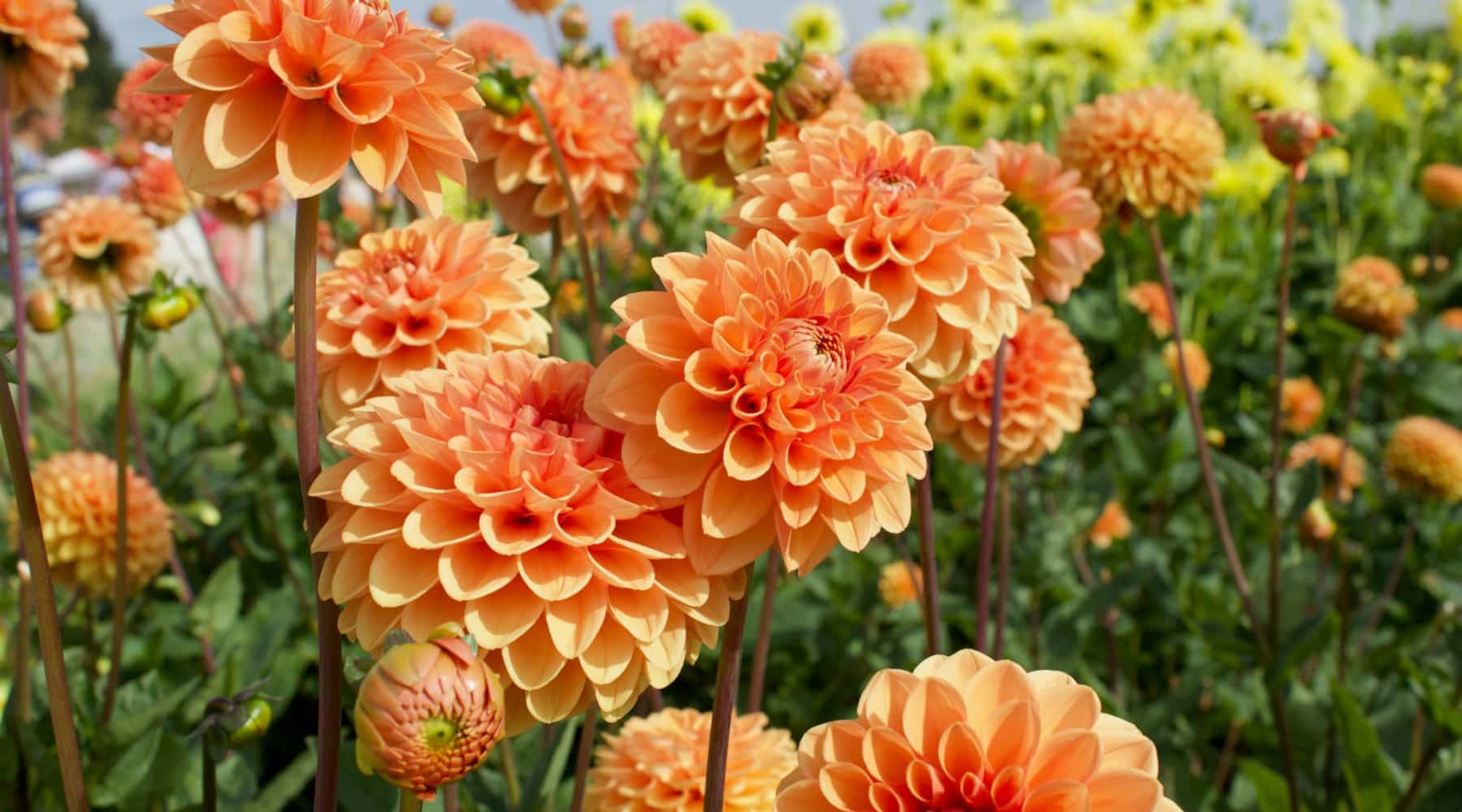Dahlias in the garden
