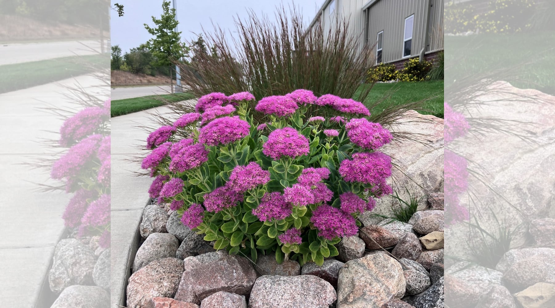 hardy plant