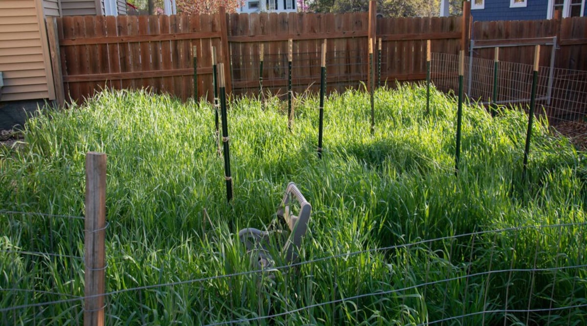 cover crops in the garden