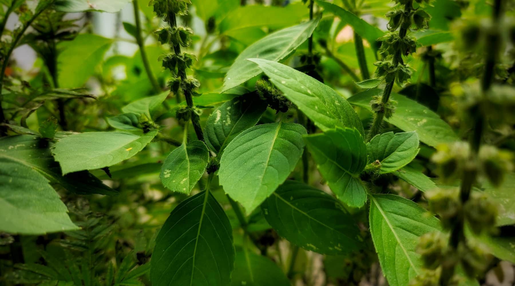 holy basil
