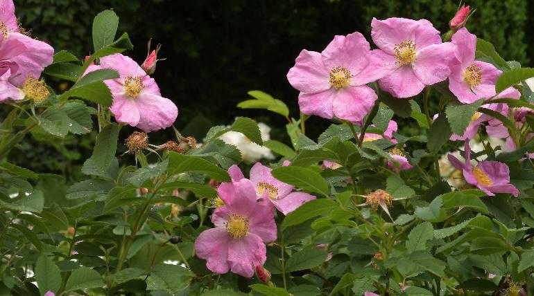 rose