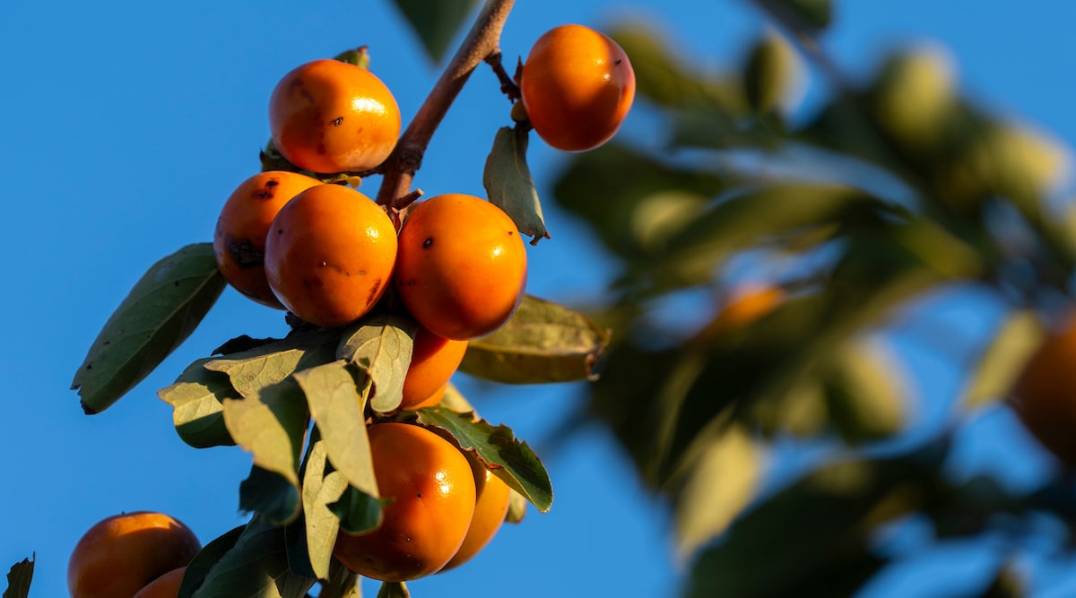 Persimmon