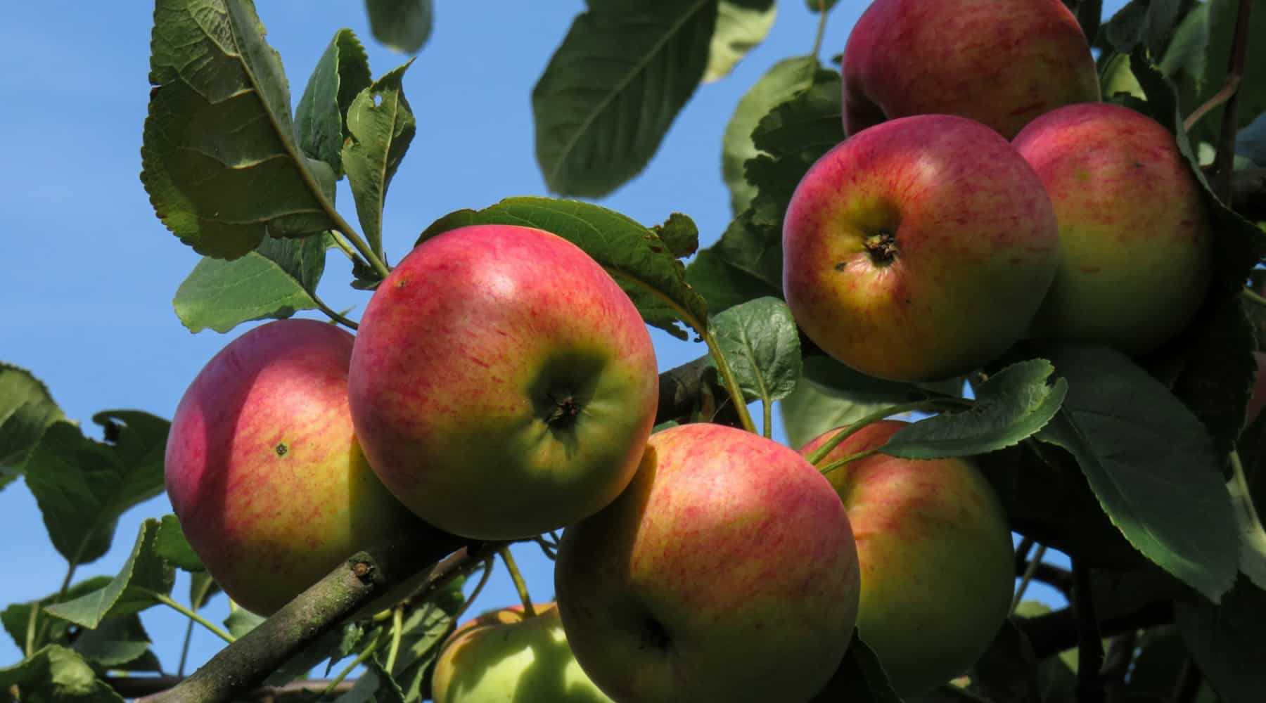 Apples on a tree