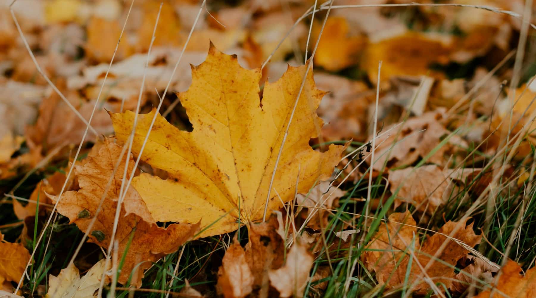 fall leaves