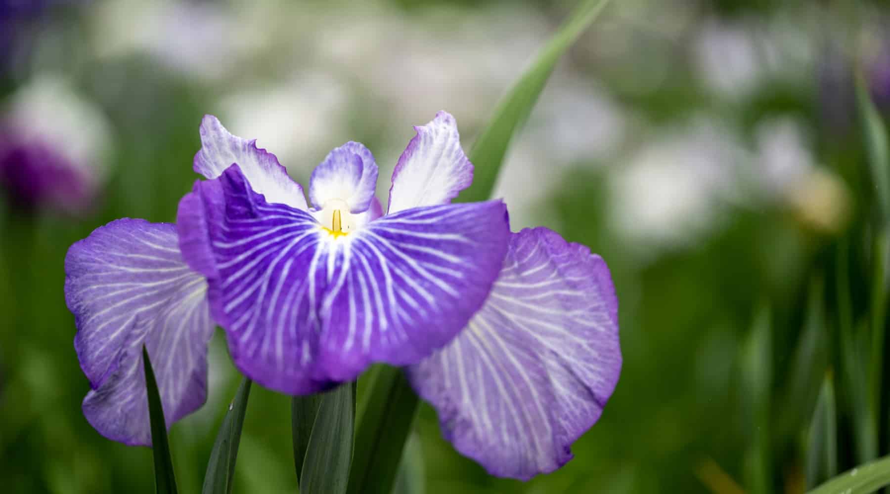 Guide to Perennials in fall
