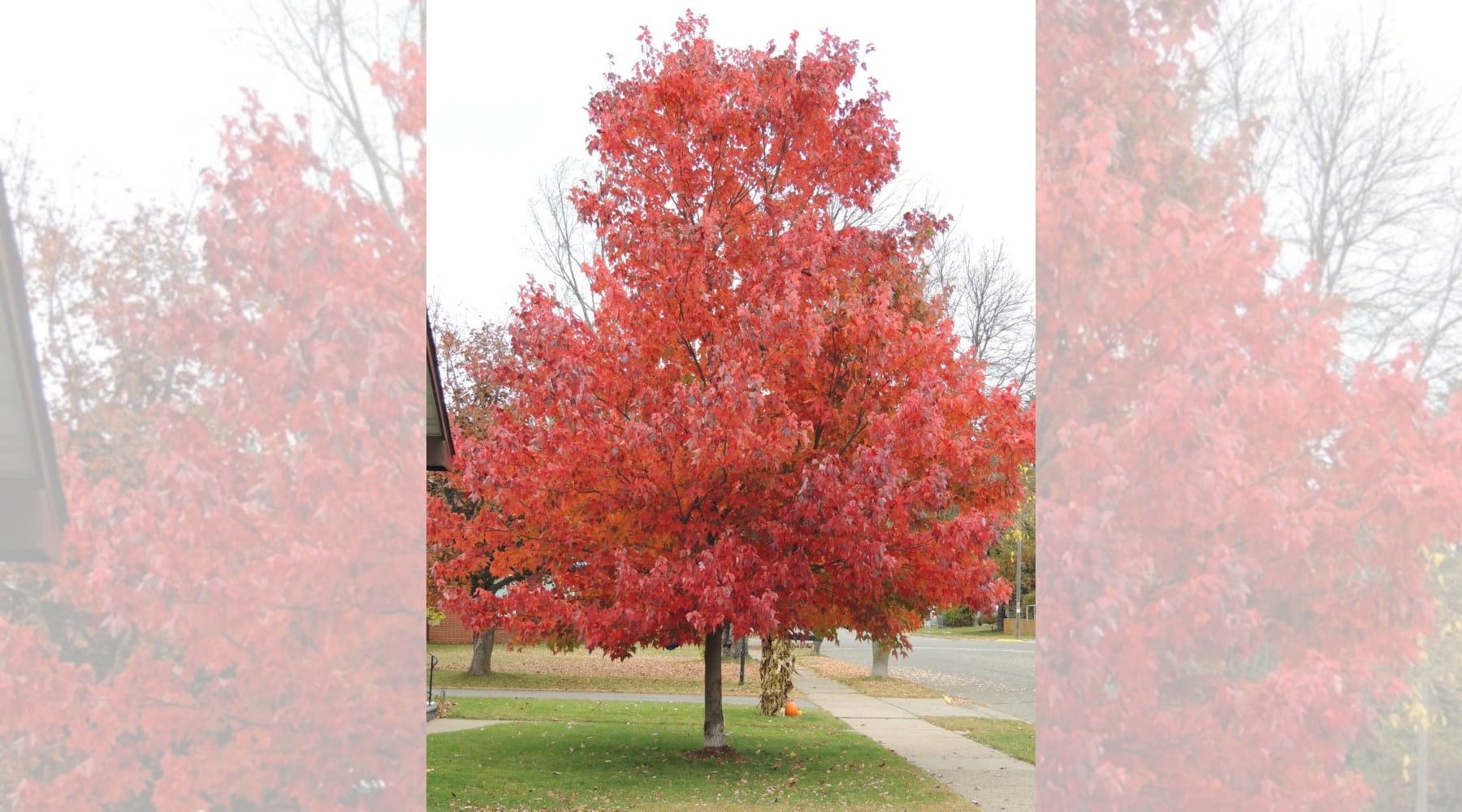 October Lawn Care Practices