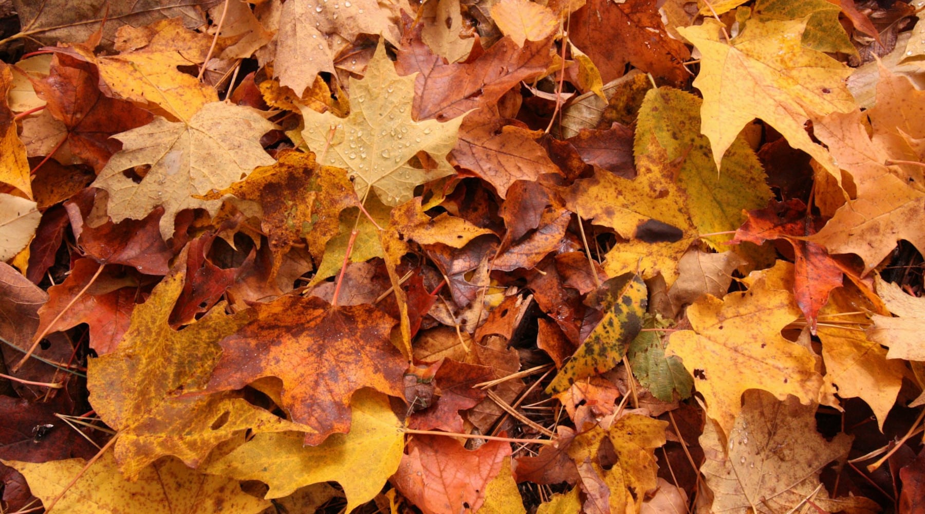 what to do with leaves