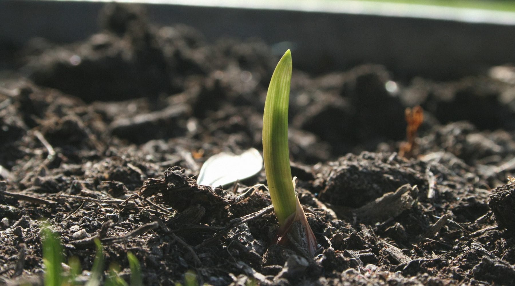 growing garlic