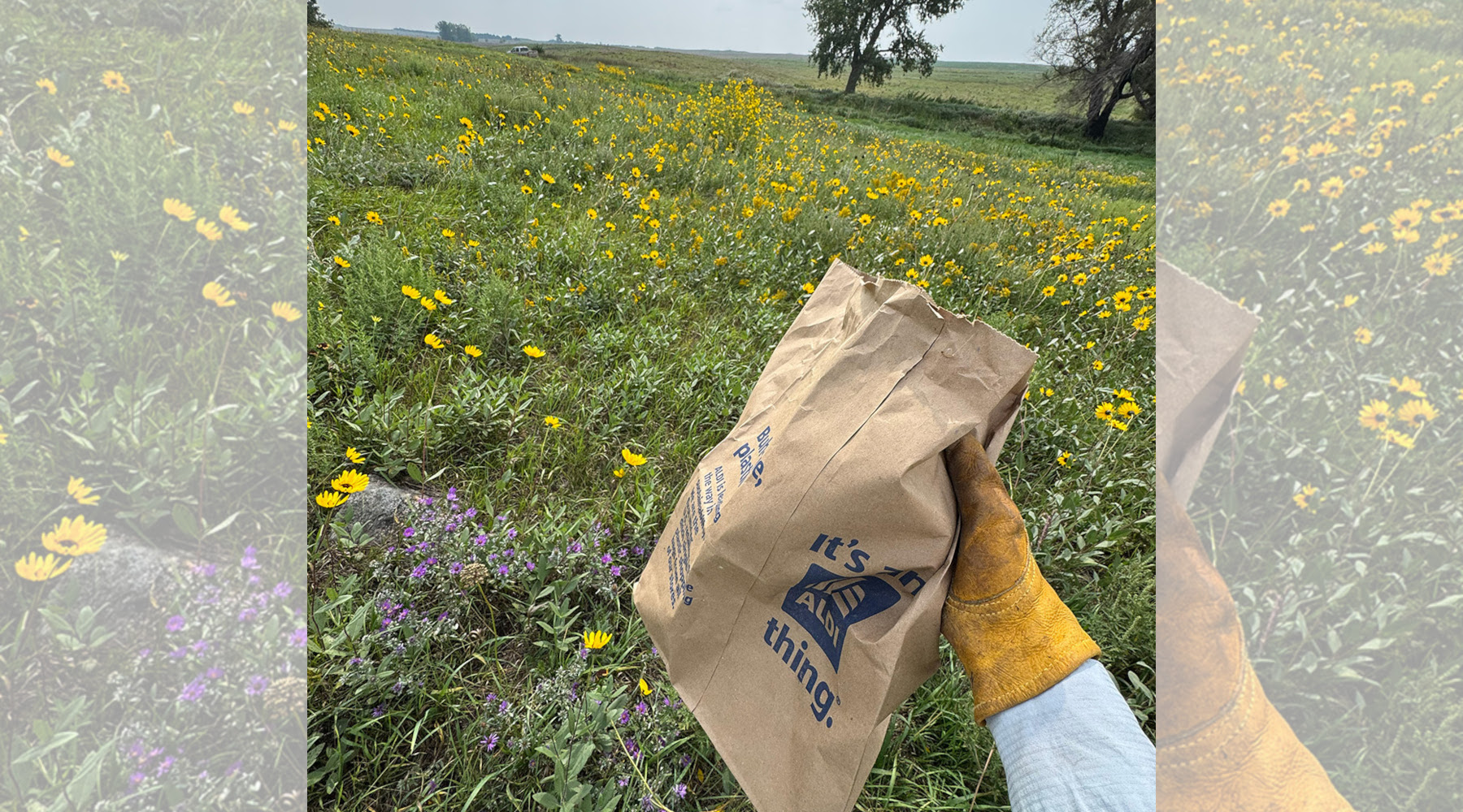 Native Prairie Seeds